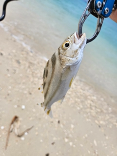 コトヒキの釣果