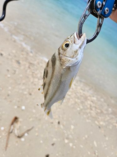コトヒキの釣果