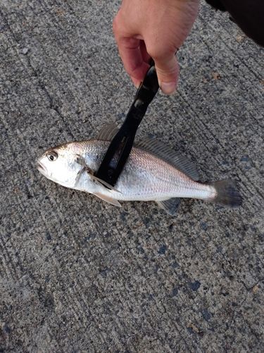 イシモチの釣果