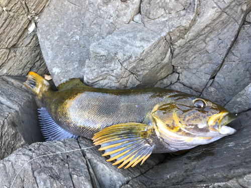 アイナメの釣果