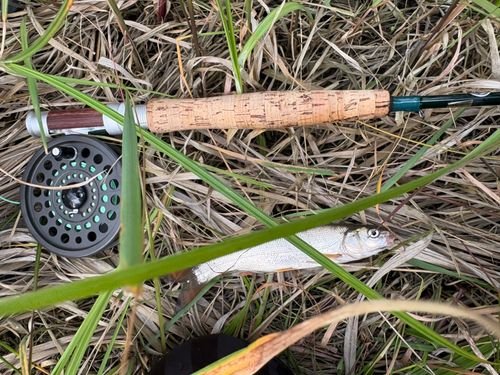 ウグイの釣果