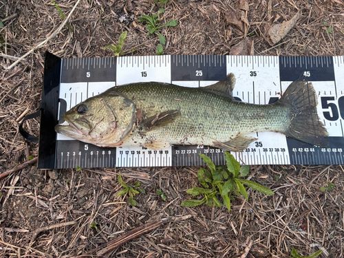 ブラックバスの釣果