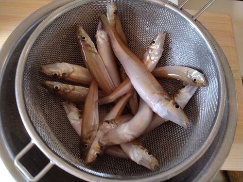 キスの釣果