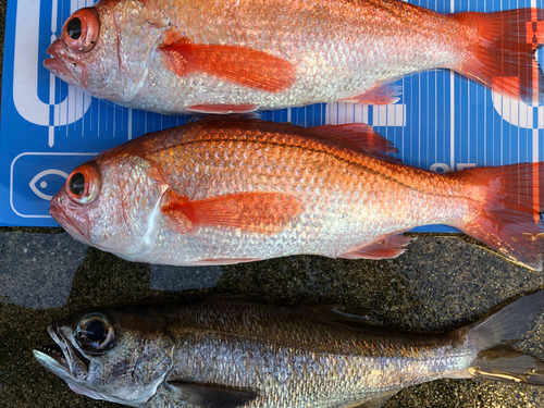 アカムツの釣果