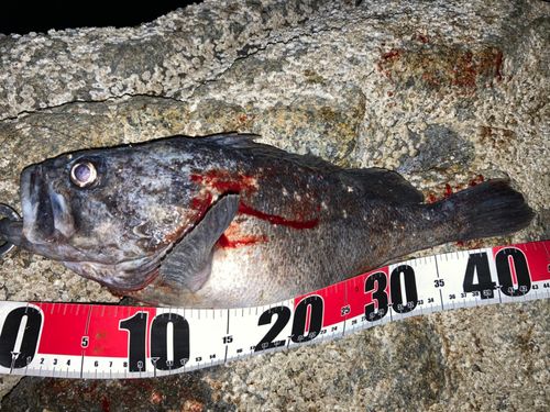 クロソイの釣果