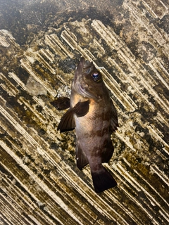 クロメバルの釣果