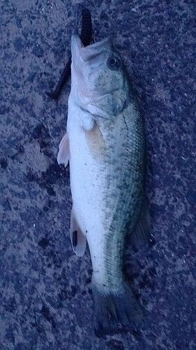 ブラックバスの釣果