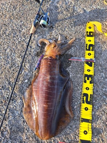 アオリイカの釣果