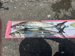 サゴシの釣果