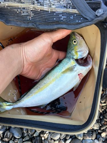 ワカシの釣果