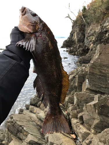 アイナメの釣果