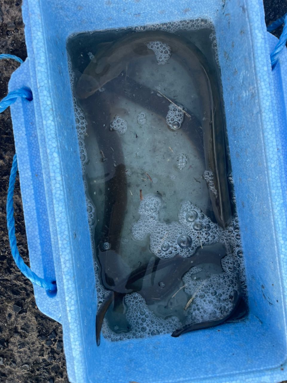 ウナギの釣果写真