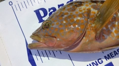 キジハタの釣果