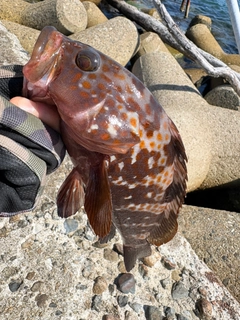 キジハタの釣果