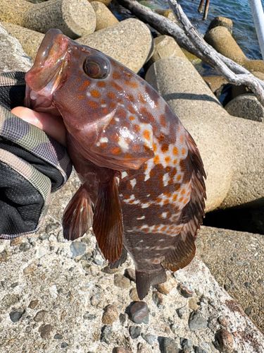 キジハタの釣果