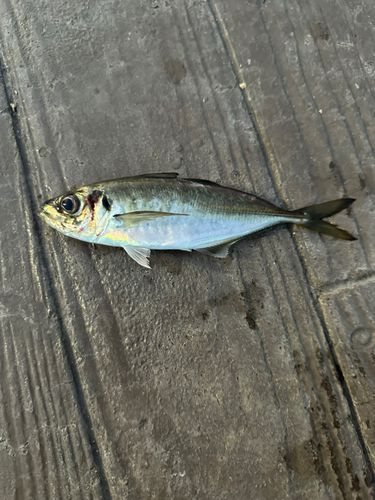 マアジの釣果