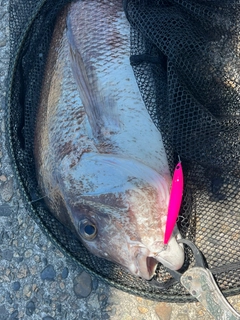 タイの釣果