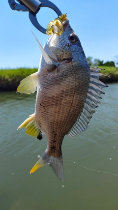 キビレの釣果