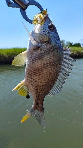 キビレの釣果