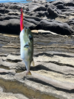 シロサバフグの釣果