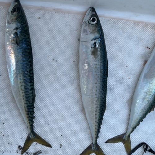 サバの釣果