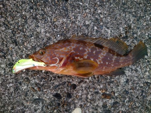 キジハタの釣果