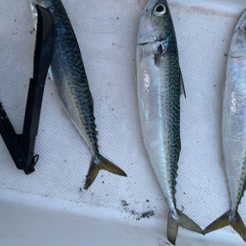 サバの釣果