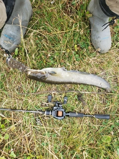 ナマズの釣果
