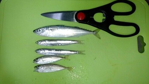 サバの釣果