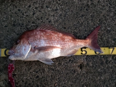 マダイの釣果