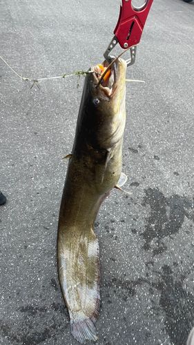 ナマズの釣果