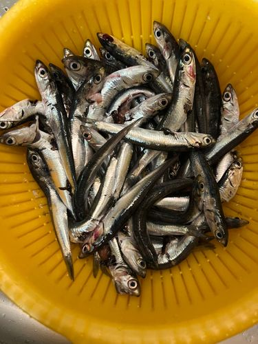 カタクチイワシの釣果