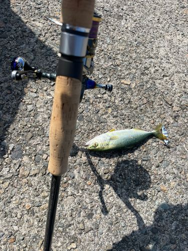 ツバスの釣果
