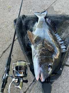 クロダイの釣果