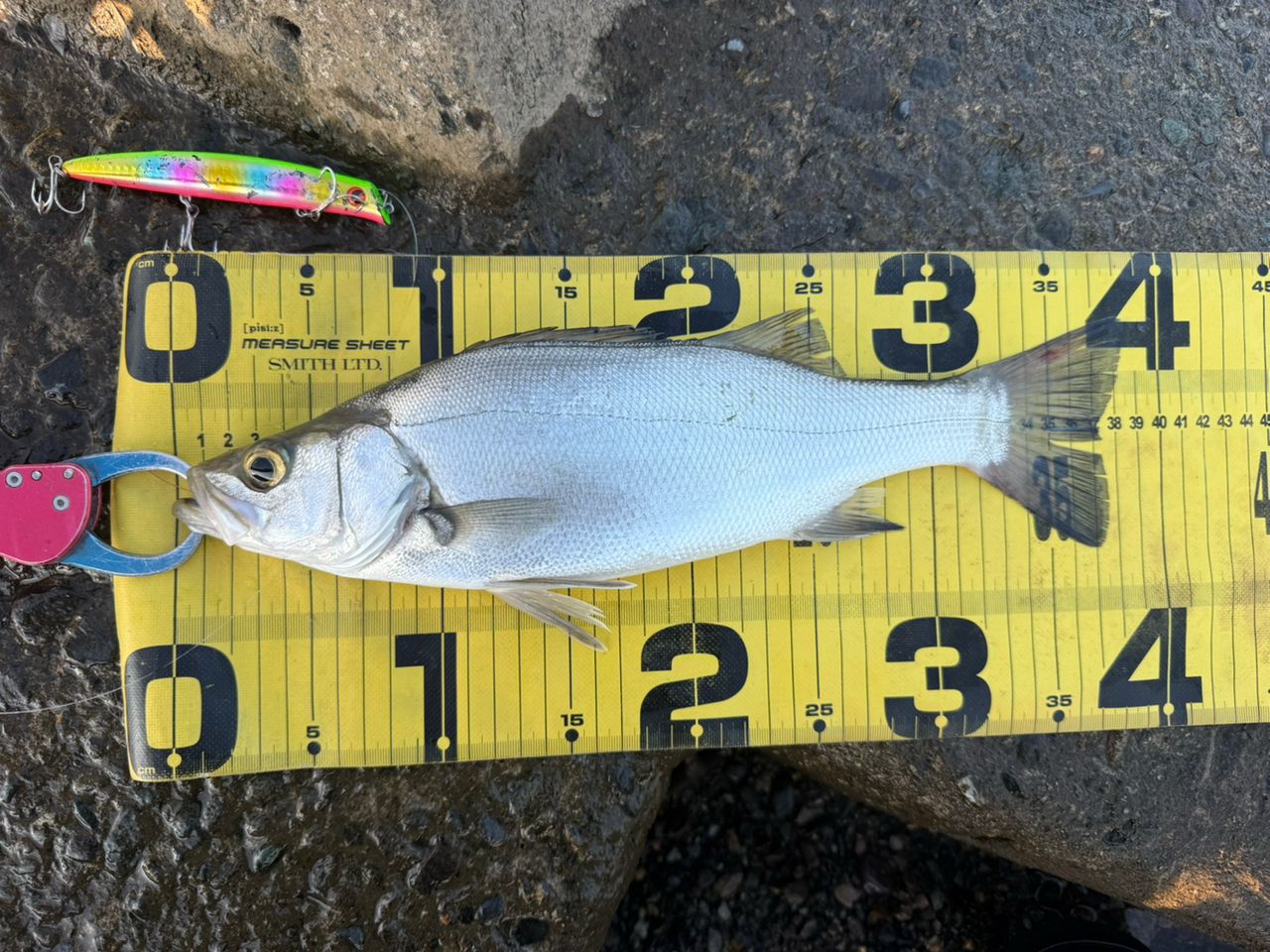 シーバスの釣果写真