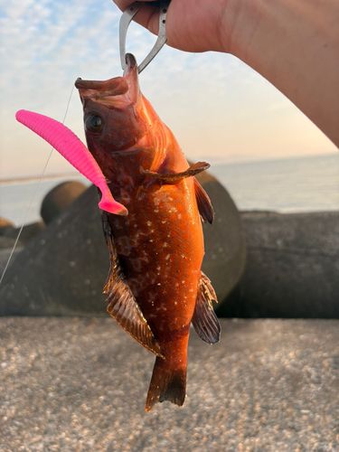 キジハタの釣果