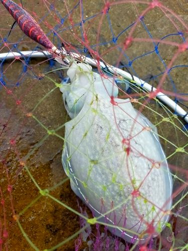 シリヤケイカの釣果