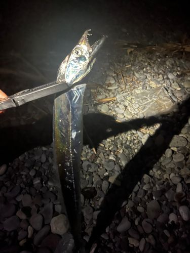 タチウオの釣果
