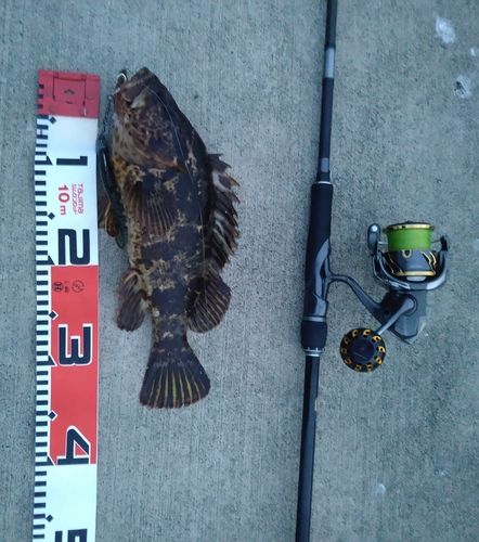 タケノコメバルの釣果