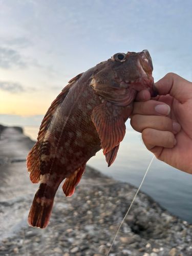 カサゴの釣果