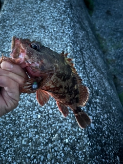 カサゴの釣果