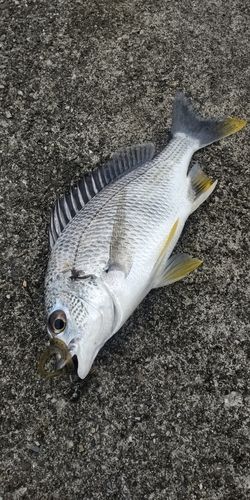 キビレの釣果