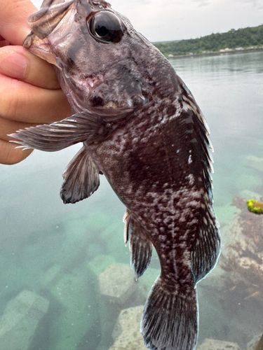釣果