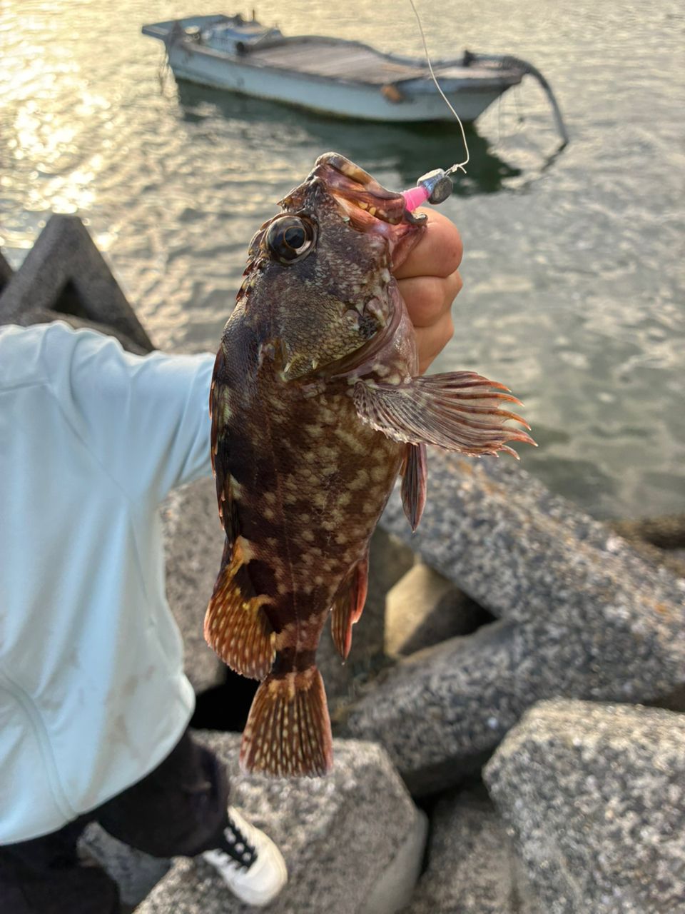 カサゴの釣果写真