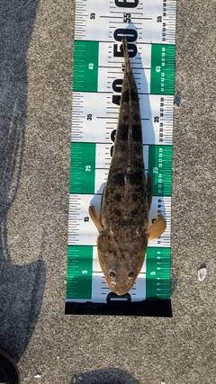 マゴチの釣果