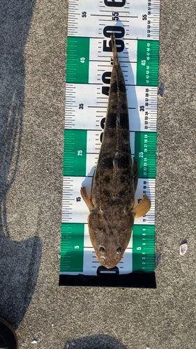 マゴチの釣果