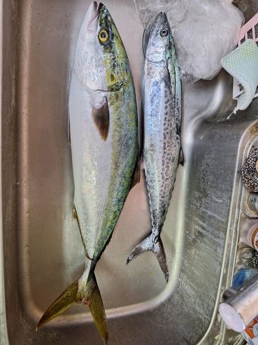 サゴシの釣果