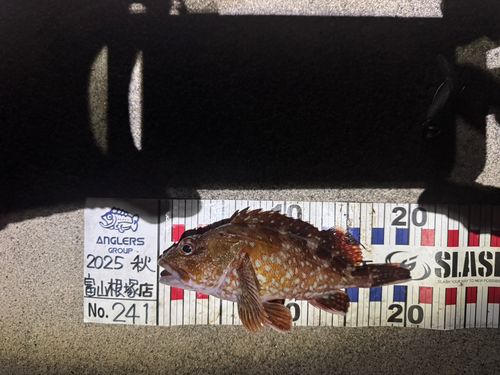 カサゴの釣果