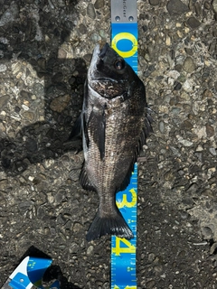 チヌの釣果