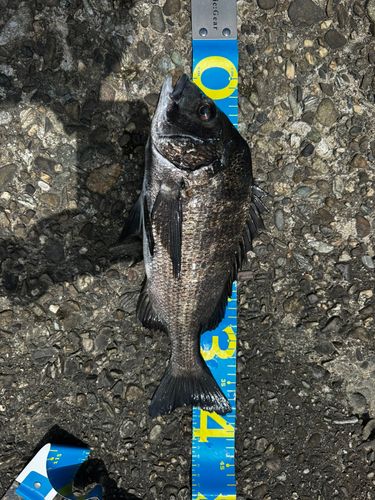 チヌの釣果